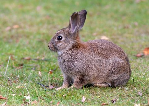 European Rabbit | ... | all galleries >> Mammal photos (Canada) > "feral" European Rabbit Bunny Rabbit Photography, British Animals, European Rabbit, Rabbit In Nature, Rabbit In Forest, Forest Rabbit, Wild Rabbit Aesthetic, Tan Rabbit Breed, Shape Language