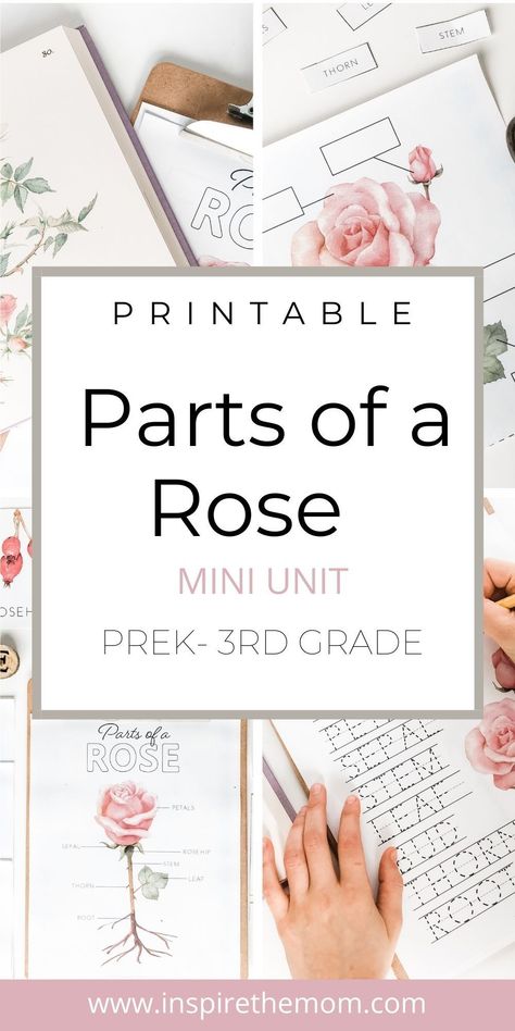 Want to teach your kids the parts of a rose? Check out this beautiful rose mini unit for kids. Great for homeschool or classroom use! #Parts of a Rose #Rose Anatomy, #Science #Language Arts #Handwriting #Homeschool #Printable #Charlotte Mason, #Classical homeschool #rose unit #homeschool unit #homeschool printable #rose parts #homeschool science #valentines unit idea #teacher resources Rose Anatomy, Anatomy Science, Science Unit Studies, Science Valentines, Classical Homeschool, Free Homeschool Resources, Homeschool Elementary, Homeschool Education, Homeschool Kindergarten