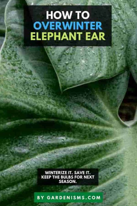 How to Overwinter Elephant Ears (Complete Guide) - Gardenisms How To Winterize Elephant Ears, How To Overwinter Elephant Ears, Elephant Ears Plants Landscaping, Elephant Ear Plant Indoor, Elephant Ears Garden, Elephant Ear Flower, Elephant Ears Plants, Elephant Ear Plant Care, Elephant Ear Bulbs