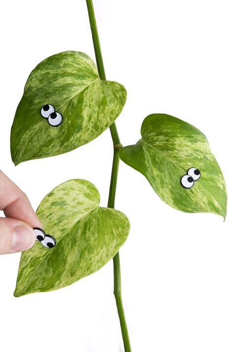 Give your boring houseplants some much needed personality with these cool new Googly Eyes Plant Magnets. Plant Magnets, Magnetic Personality, Google Eyes, Avocado Tree, Bonsai Plants, Plant Aesthetic, Terrarium Plants, Googly Eyes, Out Of Focus