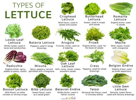 How many types of lettuce are there, their list with uses in salads, wraps, sandwiches, and burgers, their pictures Lettuce Varieties, Meal Salads, Belgian Endive, Types Of Lettuce, Types Of Salad, Scar Remover, Idee Pasto, Salad Wraps, Salad Leaves