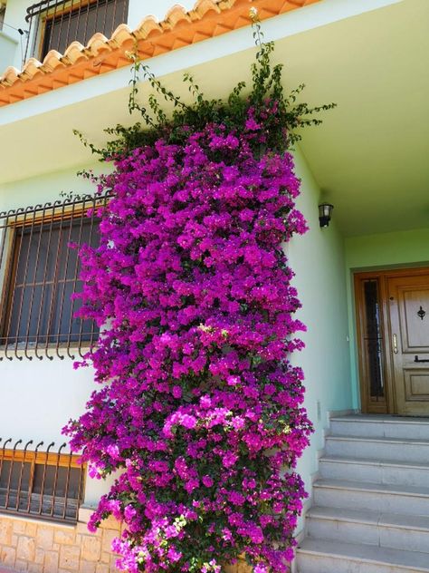 Ficus Pumila, Patio Flowers, Balcony Flowers, Balcony Plants, Garden Decor Projects, Garden Aesthetic, Balcony Decor, Small Gardens, Balcony Garden