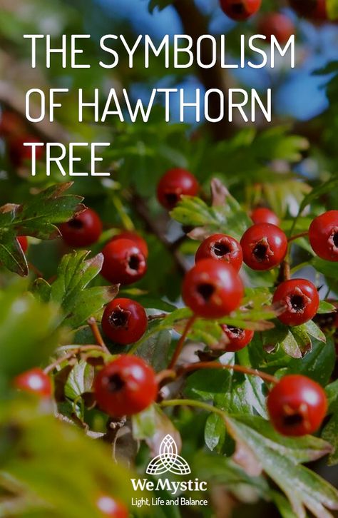 The hawthorn is a deciduous tree with thorny branches and serrated leaves. They are perfect for many species of birds that use them as materials to build their nests. Berries are a common food source for many avian species. Beyond being a pretty tree, it is above all a strong element in different cultures. The symbolism of the hawthorn tree has a long history with Celtic, Greek and Druidic traditions. Washington Hawthorn Tree, Hawthorne Tree, Hawthorn Flower, Cashew Tree, Hawthorn Berries, Hawthorn Tree, Hawthorn Berry, Pretty Trees, Tree Magic