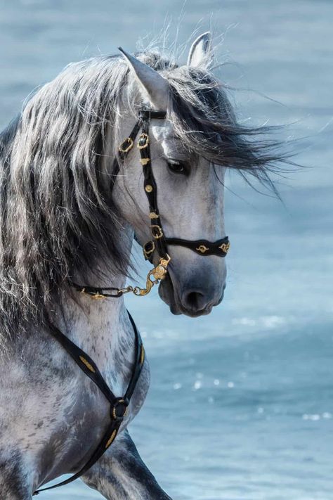 Cai Arabi, Horse Behavior, Wild Horses Photography, Buy A Horse, Andalusian Horse, Horse Aesthetic, Most Beautiful Horses, Horse Owner, Horse Photography