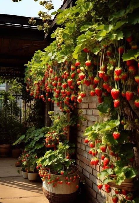 Garden Cute Aesthetic, Berry Garden Aesthetic, Tropical Backyard Oasis, Strawberry Garden Aesthetic, Food Garden Aesthetic, Fruit Garden Aesthetic, Hanging Strawberry Plants, Cottagecore Places, Cottagecore Yard