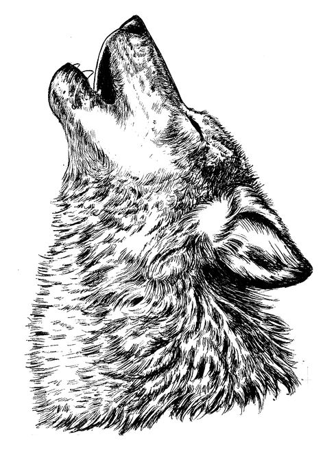 howling wolf Wolf Howling Sketch, Wolf Art Black And White, Wolf Tattoo Illustration, Wolf Tattoo Howling, Howling Wolf Illustration, Wolf Howling Tattoo Design, Illustrative Wolf Tattoo, Howling Wolf Tattoo For Women, Howling Wolf Art