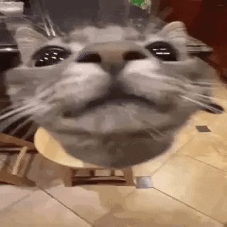 Animated GIF - Find & Share on GIPHY Yuh Huh, Animated Pfp, Funny Looking Cats, Relatable Meme, Cat Icon, Funny Drawings, Cats Funny, Funny Cat Pictures, Cute Animal Photos