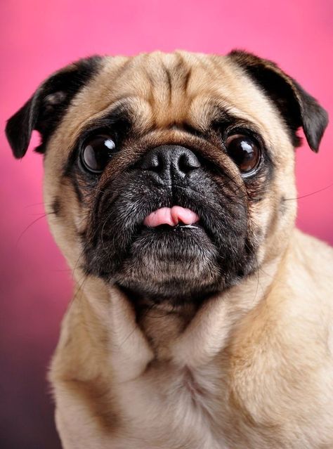 Animal Face Reference, Dog Face Reference, Pug Reference, Pug Dog Wallpaper, Pug Puppies Funny, Funny Pugs, Funny Dog Faces, Dog Faces, Cute Dog Wallpaper