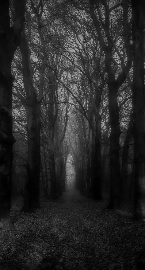 Scary Woods, Goth Architecture, Goth Aesthetic Wallpaper, Scary Backgrounds, Dag Make Up, Devil Aesthetic, Dark Forest Aesthetic, Dark Landscape, Castle Aesthetic