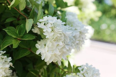 Anabelle Hydrangea, Hydrangea Arborescens Annabelle, Annabelle Hydrangea, Hydrangea Leaves, Smooth Hydrangea, Hydrangea Arborescens, Pergola Pictures, Oakleaf Hydrangea, Hydrangea Care