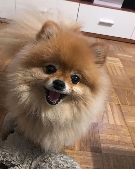 happy new year followers 🥳 #smile #orangepomeranian #pomeranian #dogsofinstagram #pomeranianpuppy #dog #pom Anjing Mini Pom, Mini Pom Dog, Mini Pomeranian, Cute Fluffy Dogs, Pom Dog, Mini Pom, Mini Dog, Dream Dog, Mini Dogs