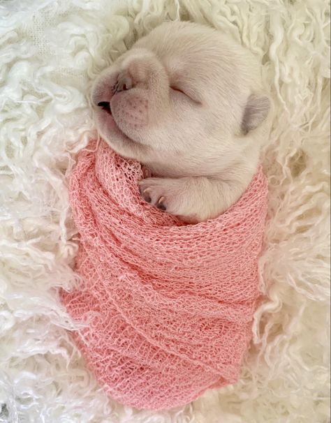 New Born Puppies Photos, French Bulldog Puppies Photoshoot, Newborn Frenchie Photoshoot, Newborn Puppy Pictures, Newborn Puppy Photoshoot Ideas, Puppy Litter Photoshoot Ideas, Golden Retriever Puppy Photography, Dog Photoshoot Pet Photography, Newborn And Dog