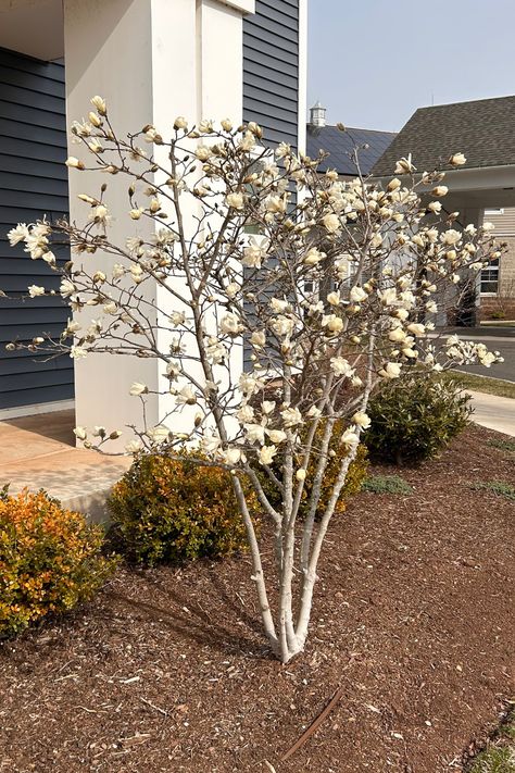 Learn about Star Magnolia (Magnolia stellata), a small, low-maintenance, spring-flowering tree perfect for small front yards and backyards. Pretty star-shaped white flowers and yellow fall color. Visit the blog, read the article and learn if this is the right tree for you! Star Magnolia Tree, Small Trees For Landscaping Full Sun, Magnolia Tree Front Yard, Magnolia Tree Landscaping, White Magnolia Tree, Spring Blooming Trees, Small Front Yards, Spring Flowering Trees, Star Magnolia