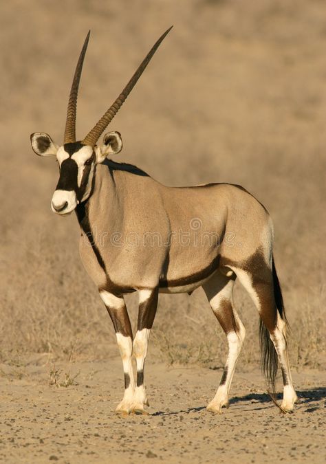 Gemsbok antelope South African Animals, African Animals Photography, African Wildlife Photography, African Antelope, Africa Wildlife, Africa Animals, National Animal, List Of Animals, Mule Deer