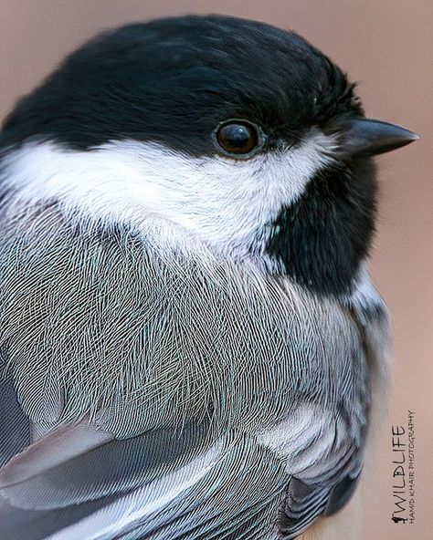 Canadian Landscapes | Black-capped Chickadee | Facebook Chickadee Photography, Felted Birds, Bird Painting Acrylic, Bag Painting, Song Birds, Reference Board, Black Capped Chickadee, Chickadees, Poster Store