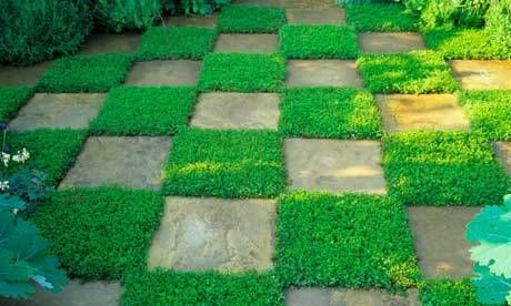 Ground Cover Seeds, Stone Walkways, Creeping Thyme, Lawn Alternatives, Desain Lanskap, Have Inspiration, Ground Cover Plants, Green Carpet, घर की सजावट