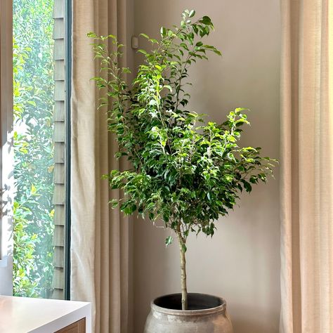 Weeping Fig Tree, Tall Indoor Plants, Weeping Fig, Ficus Benjamina, Tree Support, Indoor Tree, Ficus Tree, Houseplants Indoor, Shade Trees