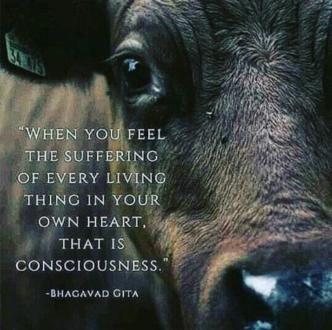 Bhagvad Geeta, Reasons To Be Vegan, Animals Tattoo, Animal Activism, Vegan Quotes, Animal Liberation, Stop Animal Cruelty, Animal Advocacy, Thanksgiving Food