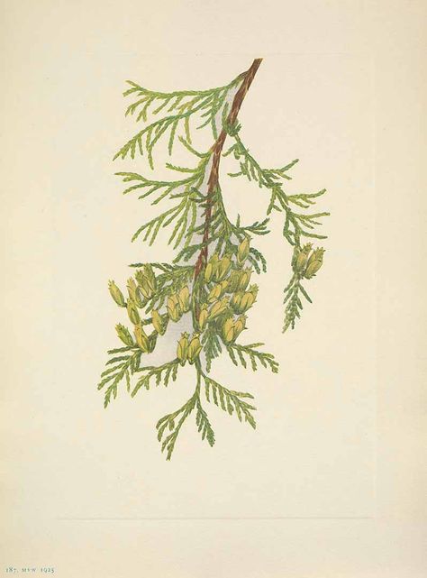 Thuja plicata Donn ex D. Don Giant Arbor vitae Walcott, Mary Vaux, North American wild flowers, vol. 3: t. 187 (1925-1927) Creeping Juniper, Arbor Vitae, Giant Arborvitae, Thuja Plicata, Cabin Wall Art, Vintage Botanical Prints, Antique Illustration, Painting Medium, Victorian Art