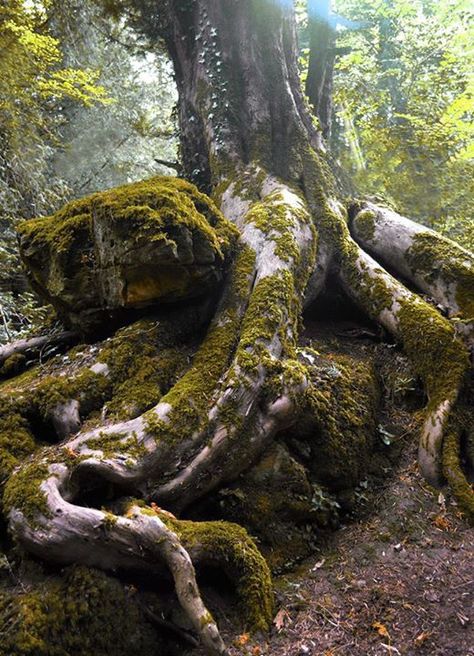 Lord Of The Rings Forest, Roots Aesthetic, 숲 사진, Weird Trees, Forest Of Dean, Nature Spirits, Image Nature, Magic Forest, Unique Trees