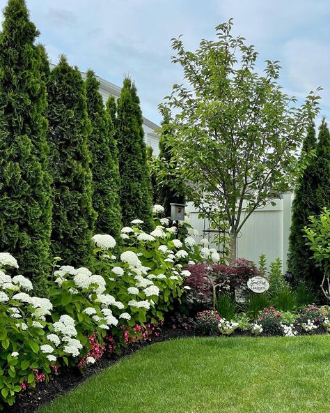 Green And White Front Yard Landscaping, Fence With Greenery, Landscape With Arborvitae, Evergreen Shrubs In Front Of House Hedges Privacy Fences, North Pole Arborvitae Landscaping, Front Yard Landscaping White House, White Peonies Landscaping, Mixed Privacy Hedge Design, Boxwood Landscaping Backyard