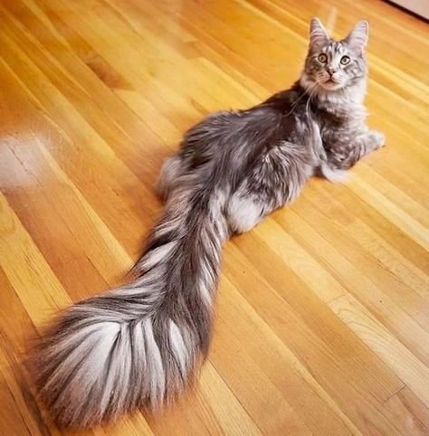 20 Animals Who Hit the Genetics Jackpot Unusual Cats, Image Chat, Interesting Animals, Forest Cat, Cute Cats Photos, Rare Animals, Haiwan Peliharaan, Deep Thought, Domestic Cat