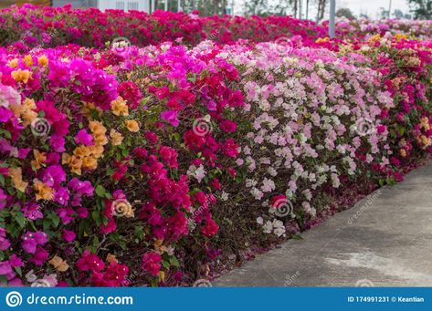 Many Bougainvillea Flowers Bloom in Various Colors Stock Image - Image of deep, aged: 174991231 Bougainvillea Fence, Bougainvillea Tree, Flowers Beautiful, Flowers Bloom, Bougainvillea, Large Pots, Garden Layout, Garden Fence, Tropical Plants