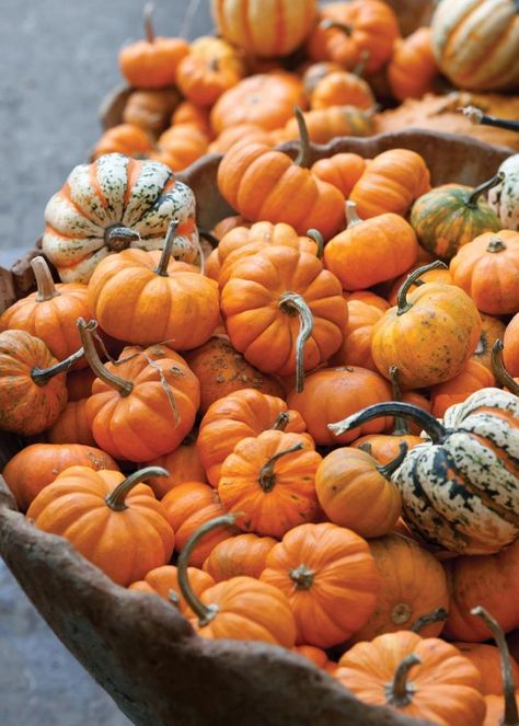 Cottage Journal, Still Life Pictures, Cookbook Design, Pumpkin Farm, Stacked Pumpkins, Deep South, Small Pumpkins, Country Store, Favorite Season