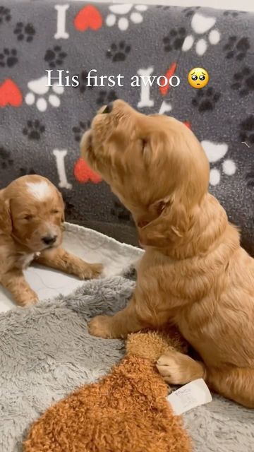 Candace Dietz | Artisan Doodles | Goldendoodle Breeder on Instagram: "In honor of Willow’s X-ray day today, I thought I would post the cutest little moment with one of her past puppies 🫠. Keep an eye on my stories as we take her to the vet and find out how many babies she has in her belly! Drop your predictions in the comments ⬇️ #minigoldendoodles #babiesonboard #goldendoodlebreeder" Goldendoodle Breeders, Goldendoodle, X Ray, An Eye, The Cutest, How Many, Cute Dogs, This Is Us, Doodles