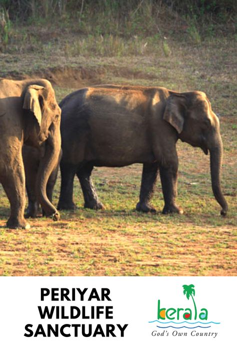 The Periyar forests of Thekkady is one of the finest wildlife reserves in India. Spreads across the entire district are the picturesque plantations and hill towns that nestle beautiful trails for treks and mountain walks #wildlife #india #kerala #animals #asia #travel Kerala Wildlife, Wildlife Of India, Kerala Travel, Artificial Lake, Wildlife Reserve, Kerala Tourism, Wildlife Sanctuary, Travel Brochure, Asia Travel