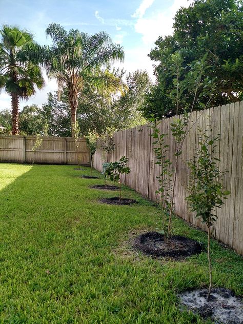 Backyard "orchard" against fence line Orchard Backyard, Backyard Orchard, Fruit Trees Backyard, Garden Sitting Areas, Orchard Design, Orchard Garden, Pergola Pictures, Veg Garden, Garden Route