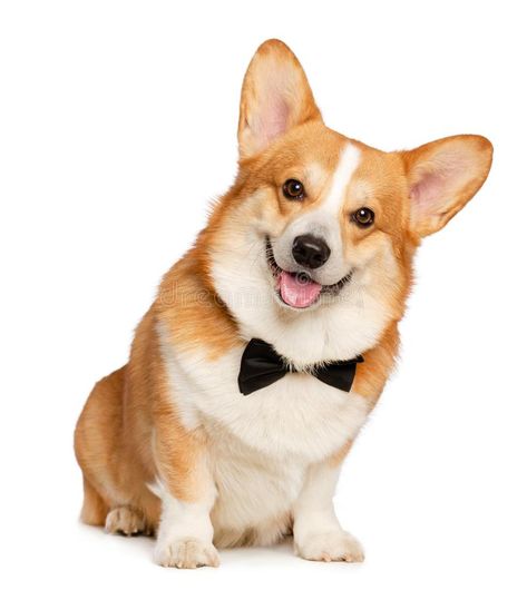 Welsh Corgi Pembroke Dog Isolated on white Background. In studio royalty free stock photos Dog With White Background, Puppy Reference, Corgi Reference, Dog White Background, Corgi Portrait, Animals Reference, Dog Reference, Cute White Dogs, Baby Corgi