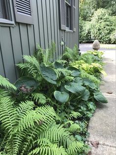 Side Yard Garden, Yard Garden Design, Ferns Garden, Garden Design Plans, Have Inspiration, Side Garden, Landscaping Tips, Side Yard, Easy Garden