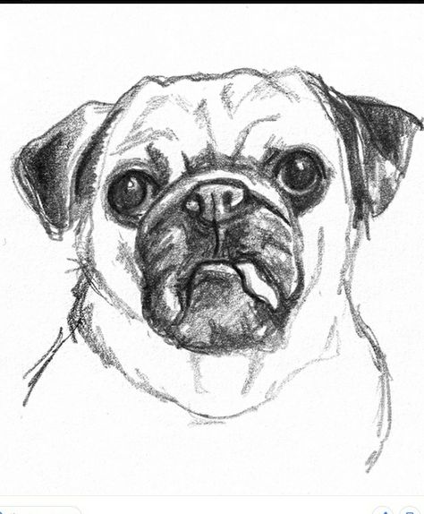 How loves pug?💓 Dog Sketches, Dog Pencil Drawing, Sketch Head, Sketches Design, Plant Sketches, Puppy Sketch, Tree Drawings Pencil, Pencil Drawing Tutorials, Animal Drawings Sketches