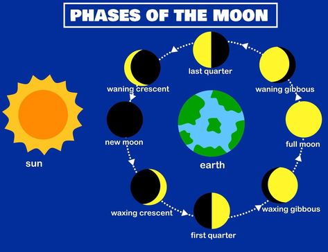 Eight Phases Of The Moon, Lunar Eclipse Project For Kids, Solar Eclipse Phases, Phases Of The Moon Project, Moon Phases Project, Solar System Cartoon, Moon Phase Project, Planets In Solar System, Sun Phases