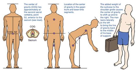 Center of gravity Ace Fitness, Animation Tips, Exercise Science, Study Stuff, Connecting The Dots, Balance Training, Fitness Healthy Lifestyle, Lower Limb, Center Of Gravity