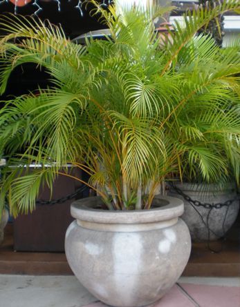 Plants Around Pool, Butterfly Palm, Tall Potted Plants, Madagascar Palm, Golden Feather, Potted Palms, Florida Landscaping, Potted Plants Outdoor, Pottery Pots