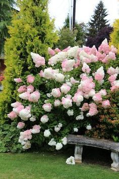 Vanilla Strawberry Hydrangea, Strawberry Hydrangea, Hydrangea Seeds, Pruning Hydrangeas, Hydrangea Landscaping, Hydrangea Garden, Cottage Garden Design, Planting Hydrangeas, Flower Garden Design