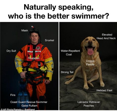 The U.S. Coast Guard advises swimmers not to attempt to rescue their dogs who get swept away into surf. Experts say the average dog is a better swimmer than the average human Coast Guard Rescue Swimmer, Rescue Swimmer, Coast Guard Wife, Semper Paratus, Beach Safety, Coast Guard Rescue, Best Swimmer, House Training Dogs, Dog Training Advice