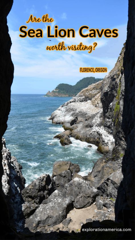 Sea Lion Caves Oregon, Pch Roadtrip, Oregon Coast Roadtrip, Oregon Caves, Oregon Coast Vacation, Pacific Coast Road Trip, Washington Trip, Florence Oregon, Usa Places