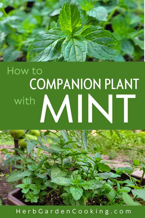 Discover best and worst plants for mint companion planting. Create a thriving ecosystem with these pairings while preventing mint from overtaking your garden. Mint Hanging Basket, Mint Companion Plants, Mint Companion Planting, Oregano Garden, Chocolate Mint Plant, Herb Companion Planting, Grow Mint, Companion Planting Guide, Mint Herb