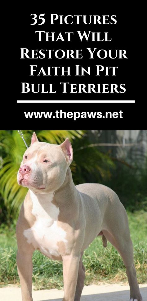 Put Bull Dogs, Ear Cropping Styles Pitbull, Types Of Pitbull Breeds, Pit Bulls Cute, Pitt Bulls Dogs, Pit Bulldog, American Pitbull Terrier Puppy, Pitbull Dog Names, Pit Puppy