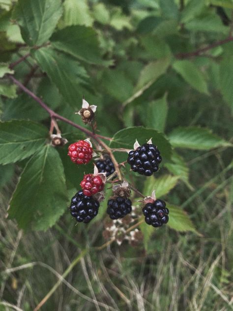 Forest Berries Aesthetic, Berries Aesthetic, Berry Aesthetic, Cottagecore Autumn, Wild Berry, Mixed Berries, Autumn Cozy, 2023 Collection, Scrambled Eggs