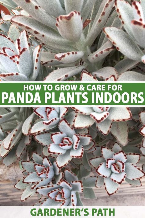 Florida Plants Landscaping, Panda Plant, Types Of Succulents Plants, Succulent Garden Landscape, Green Backyard, Succulent Species, Florida Plants, Household Plants, Succulent Garden Diy