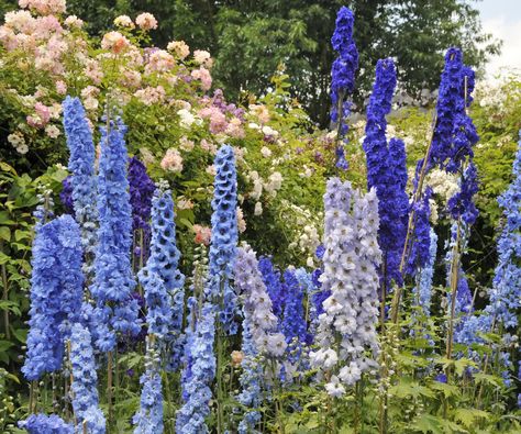 What to do with delphiniums after they finish flowering | Delphinium Flower, Delphinium Flowers, Interior Design Advice, Design Advice, Secret To Success, Delphinium, Shopping Hacks, House Tours, Flower Garden