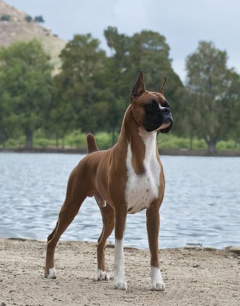 If you’re looking for the best name for a big dog, you have come to the right place. Bulldog Boxer, Boxer Breed, Dog Bread, Haiwan Comel, American Dog, Cesar Millan, Boxer (dog), Boxer Puppy, Boxer Puppies