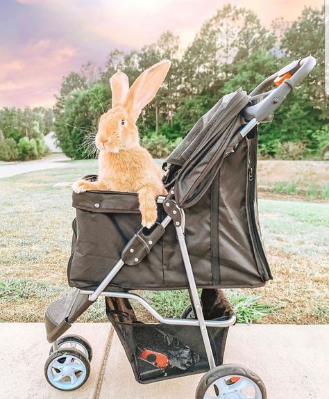 Bunny Stroller, Stroller, Baby Strollers, Animals, Travel, Quick Saves