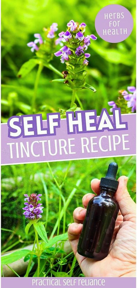 Add to your Herbs for Health & Herbal Medicine Recipes with DIY self heal tincture. Learn how to make this easy herbal remedy with just 2 ingredients. The self heal tincture helps with tissue damage, infections, and immune support, making it a great addition to your natural medicine cabinet. Find more herbal remedies recipes, natural remedies, and natural herbs medicine at practicalselfreliance.com. Self Heal Herb, Herb Knowledge, Herbal Tinctures Recipes, Tincture Recipes, Apothecary Ideas, Medicinal Herbs Remedies, Herbs Medicine, Herbs Remedies, Witch Recipes