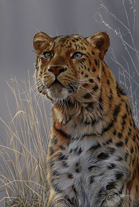 Wildlife Painting, Amur Leopard, Leopard Art, Big Cats Art, Wildlife Paintings, Tiger Art, Wildlife Artists, Airbrush Art, Lion Art