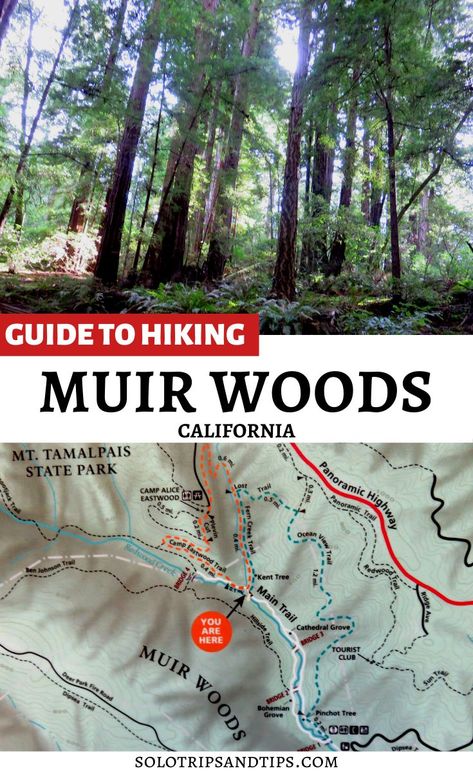 Guide to hiking Muir Woods - Marin County California. Take a scenic drive from San Francisco to the pristine redwood forest at Muir Woods in Marin Co California. Get all the info on tickets to Muir Woods, shuttle to Muir Woods, map of the hiking trails at Muir Woods. Make your Muir Woods reservation today and explore the beauty of the California coast and beautiful redwood trees. #redwoods #muirwoods #california #calihikes #hikecalifornia #marincounty #getoutdoors #hiking Muir Woods California, Marin County California, Muir Beach, Coastal Redwood, California Hikes, Summer Vacation Spots, Muir Woods, Visit San Francisco, Marin County